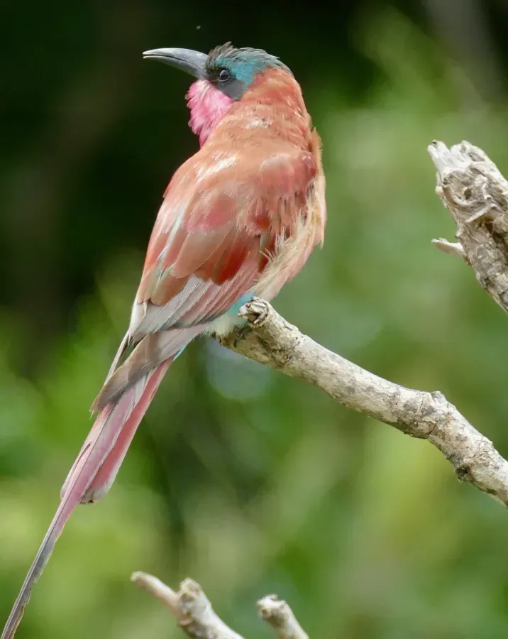 File:Southern Carmine Bee-Eater (Merops nubicoides) (51870053514).jpg