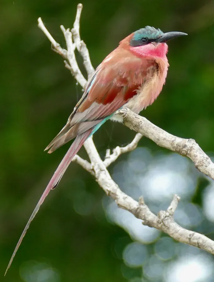 File:Southern Carmine Bee-Eater (Merops nubicoides) (51865799500).jpg