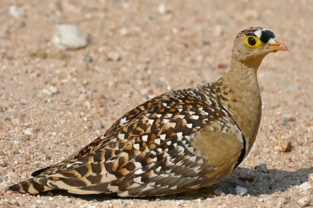 File:Double-banded Sandgrouse (Pterocles bicinctus) male ... (51859735699).jpg