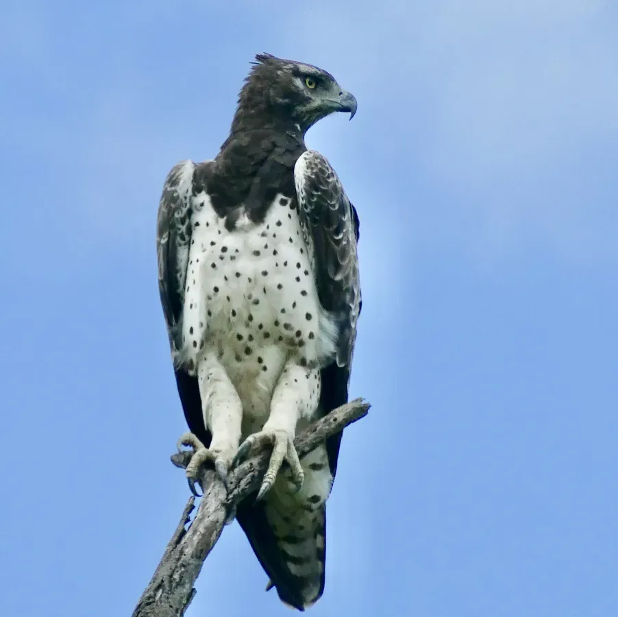 File:Martial Eagle (Polemaetus bellicosus) (51854471490).jpg
