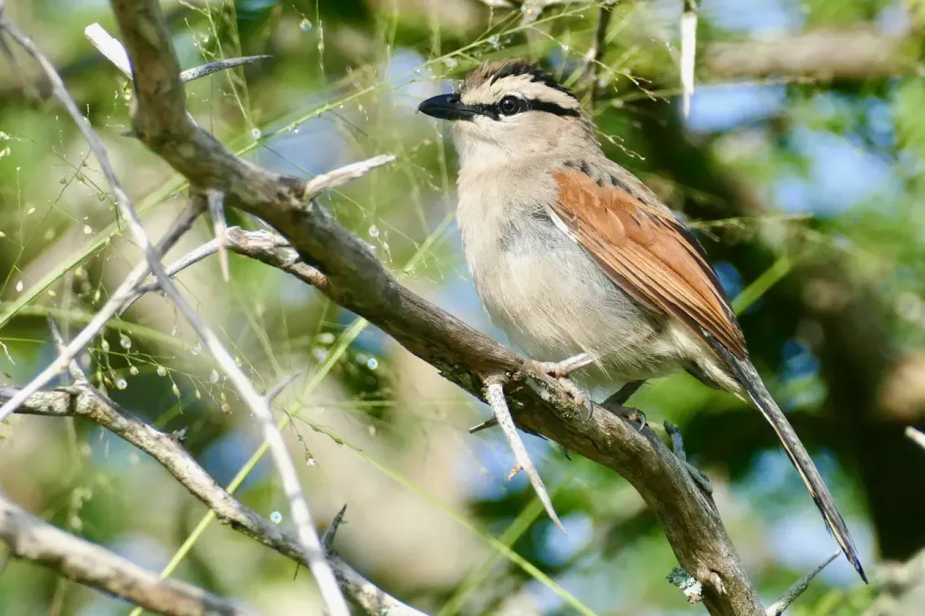 File:Brown-crowned Tchagra (Tchagra australis) (51854121289).jpg