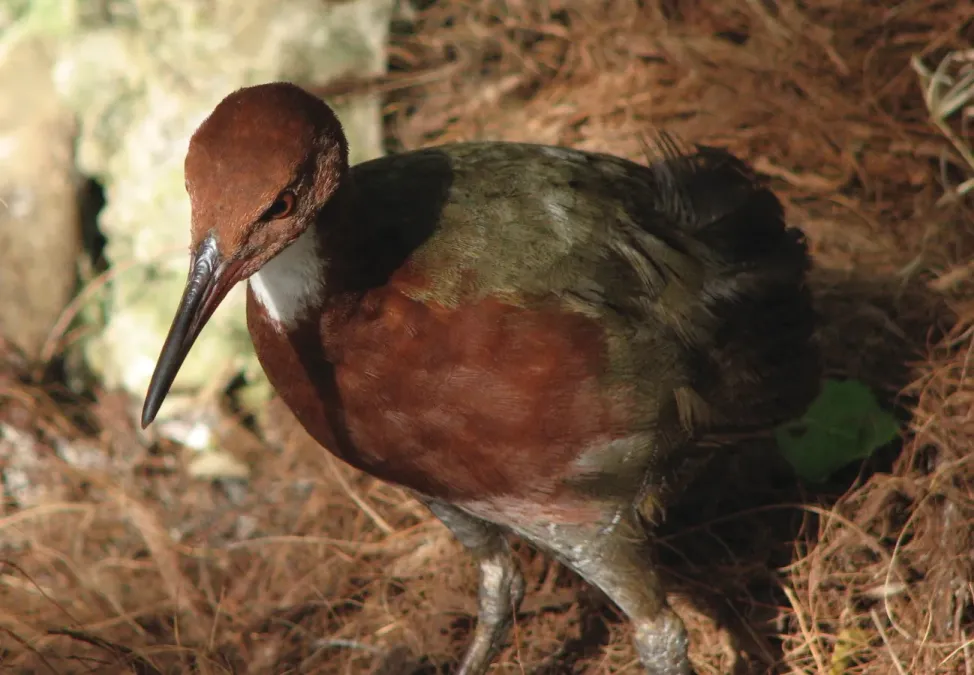 File:Dryolimnas cuvieri aldabranus 78384599.jpg