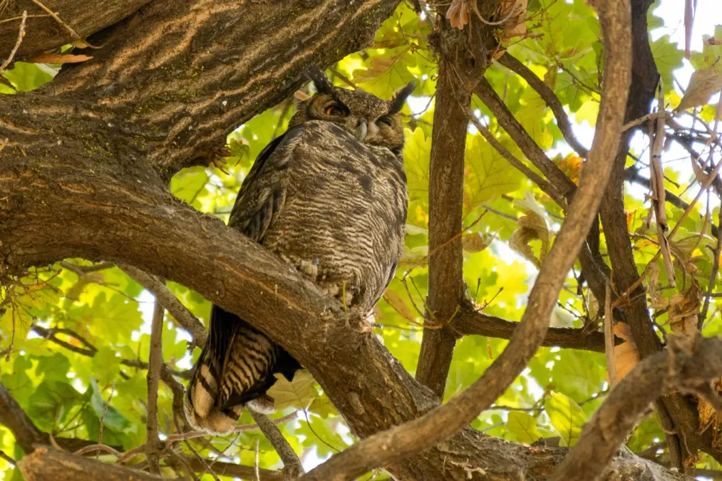 File:Tucuquere Bubo magellanicus.jpg