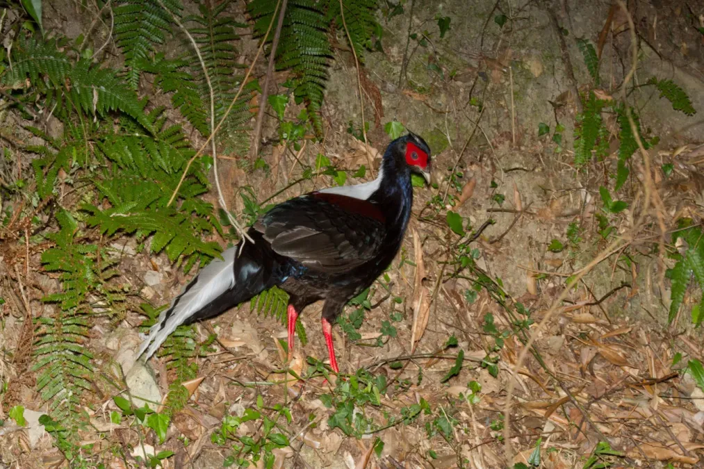 File:2014-03-29 Lophura swinhoii (Swinhoe's Pheasant).jpg