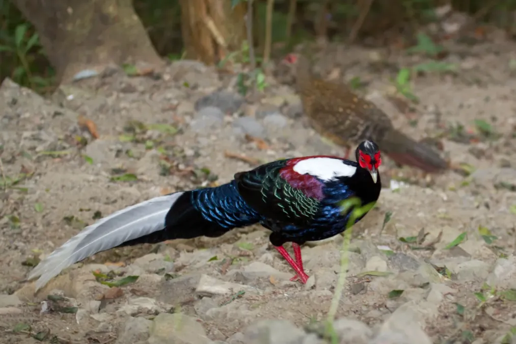 File:2014-03-28 Lophura swinhoii (Swinhoe's Pheasant) - 13899158859.jpg