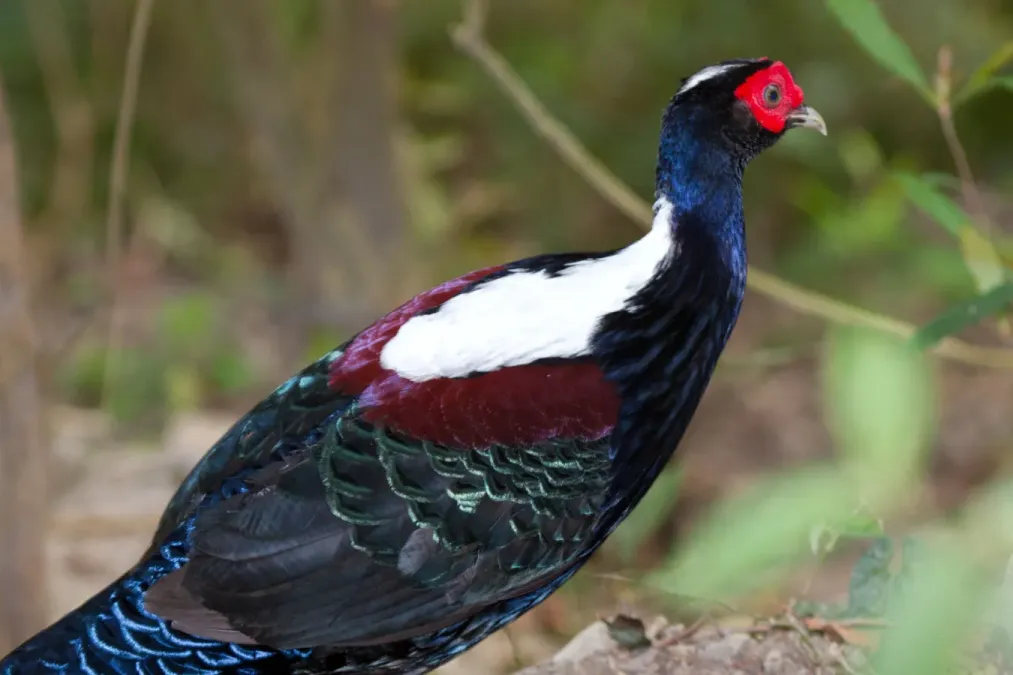 File:2014-03-28 Lophura swinhoii (Swinhoe's Pheasant) 04.jpg