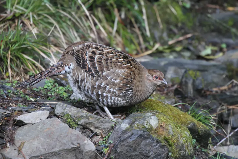 File:2014-03-30 Syrmaticus mikado (Mikado Pheasant) 01.jpg