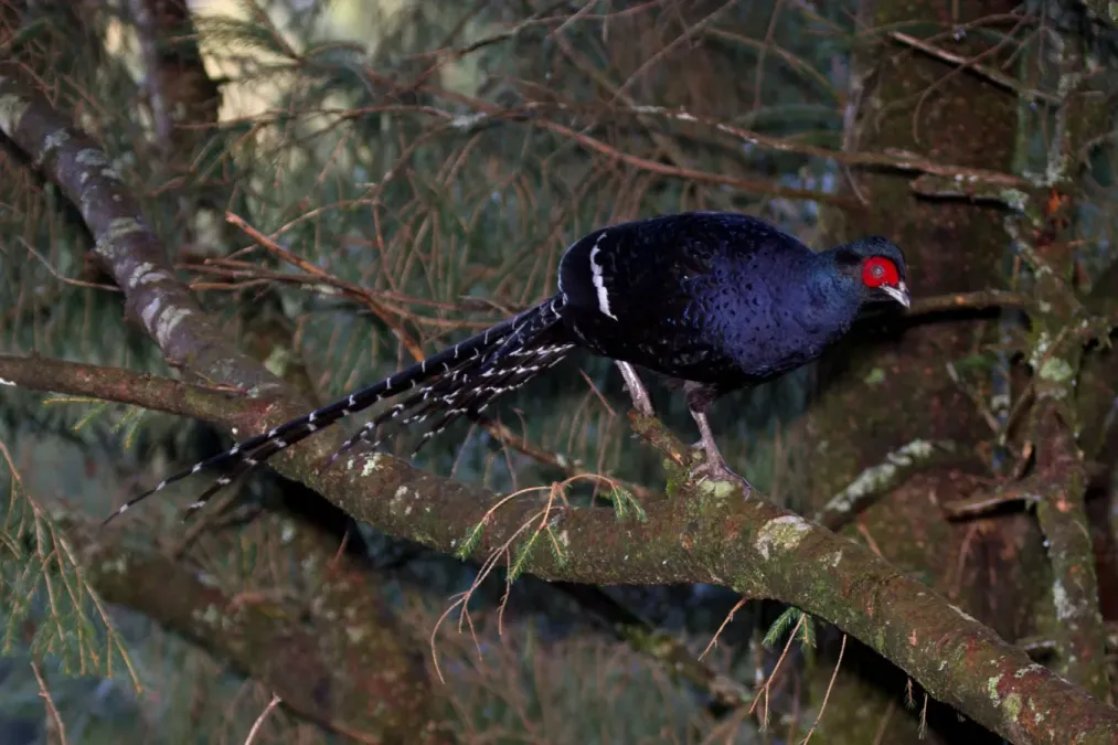 File:2014-03-30 Syrmaticus mikado (Mikado Pheasant) 06.jpg