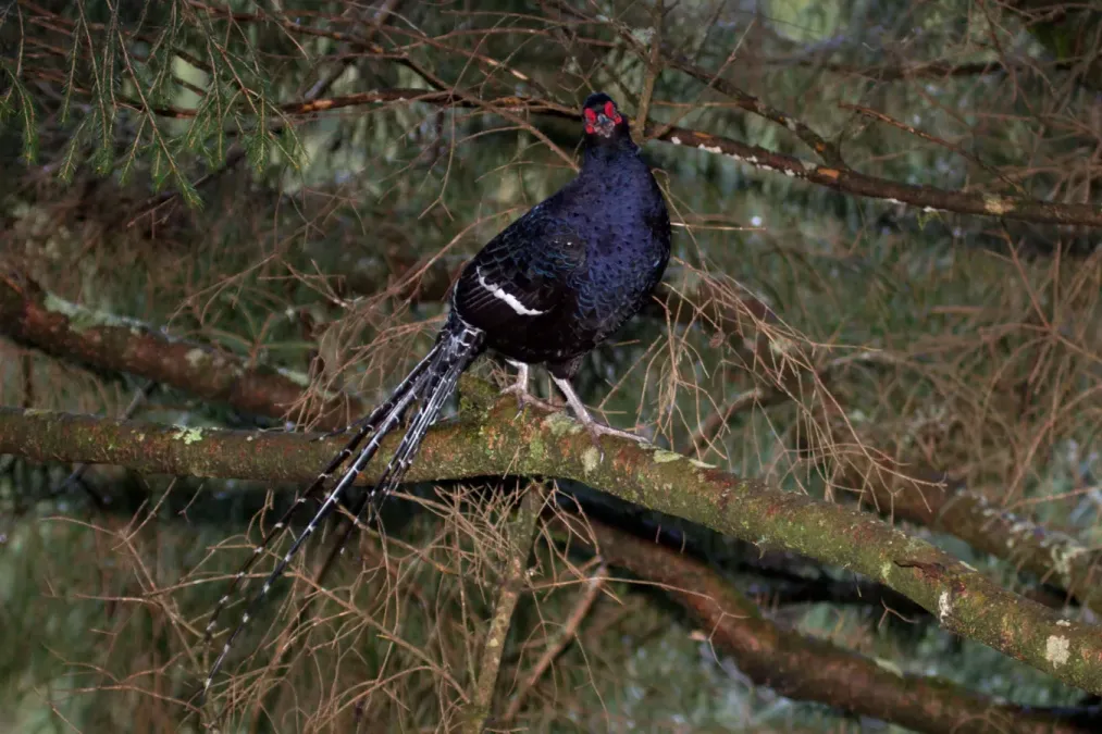 File:2014-03-30 Syrmaticus mikado (Mikado Pheasant) 04.jpg