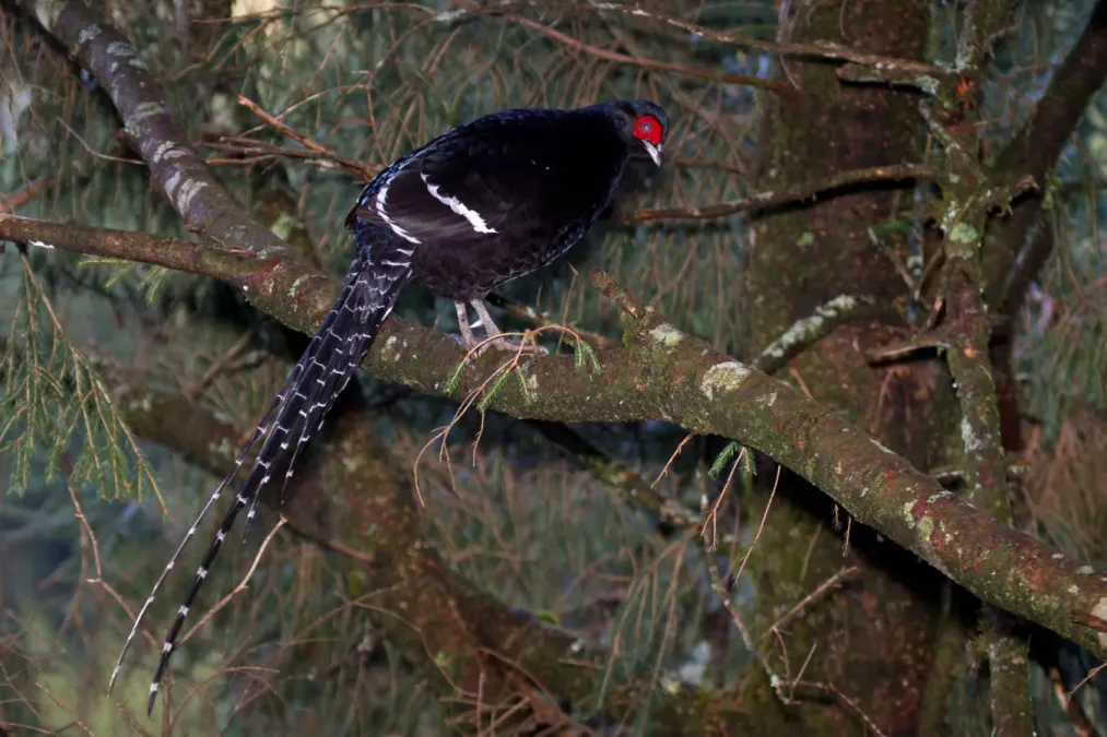 File:2014-03-30 Syrmaticus mikado (Mikado Pheasant) 05.jpg