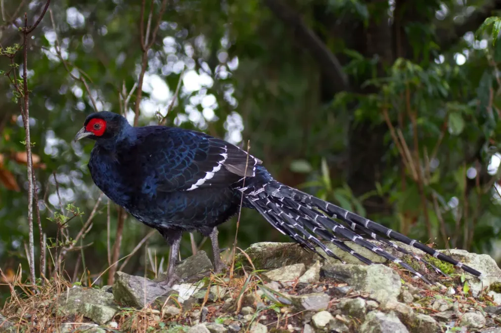 File:2014-03-30 Syrmaticus mikado (Mikado Pheasant) 07.jpg