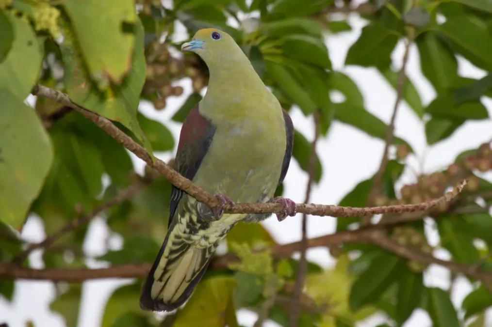 File:2014-04-02 Treron formosae formosae (Whistling Green Pigeon) male.jpg
