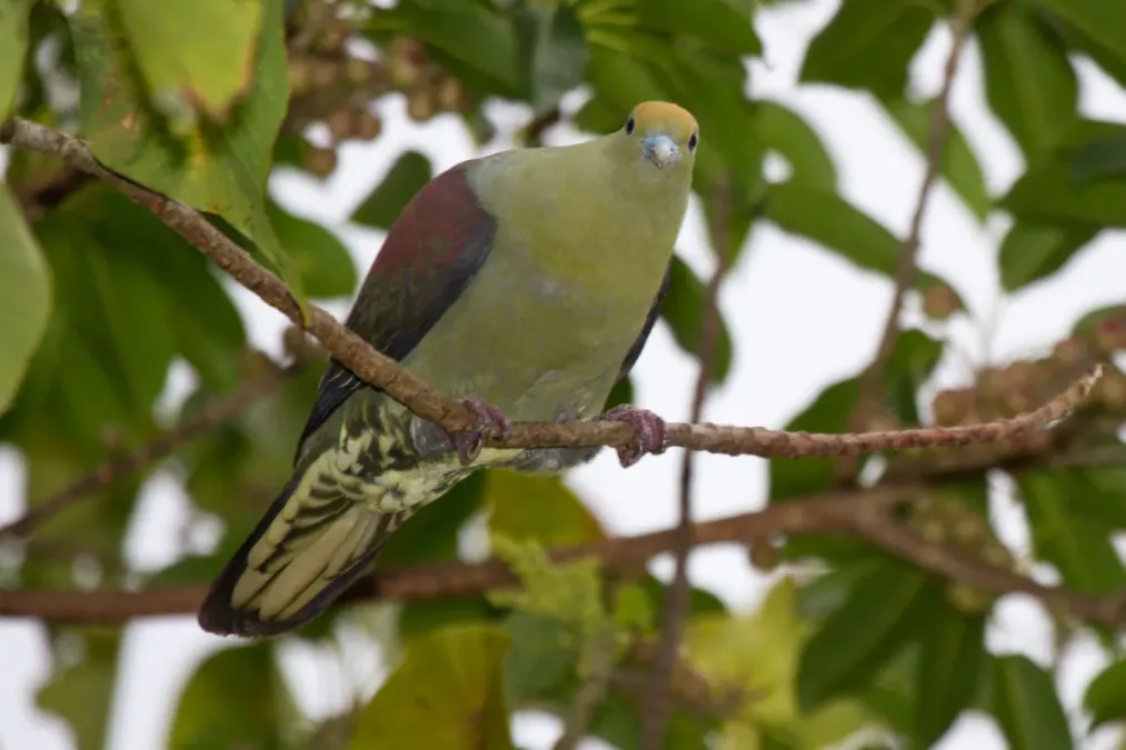 File:2014-04-02 Treron formosae formosae (Whistling Green Pigeon) male 01.jpg