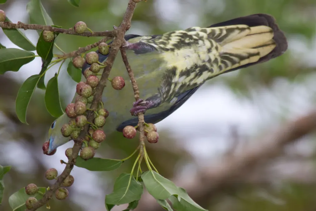 File:2014-04-02 Treron formosae formosae (Whistling Green Pigeon) male 04.jpg