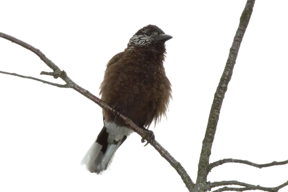 File:2014-03-29 Nucifraga hemispila owstoni (Southern Nutcracker), Taichung County, Taiwan 02.jpg