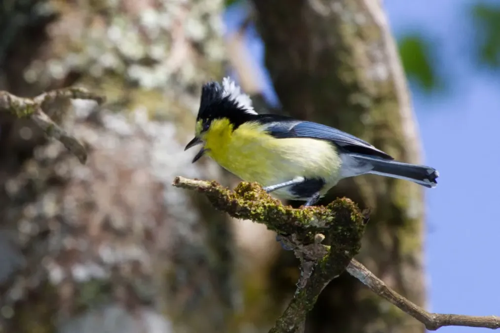 File:2014-03-30 Machlolophus holsti (Yellow Tit) 03.jpg