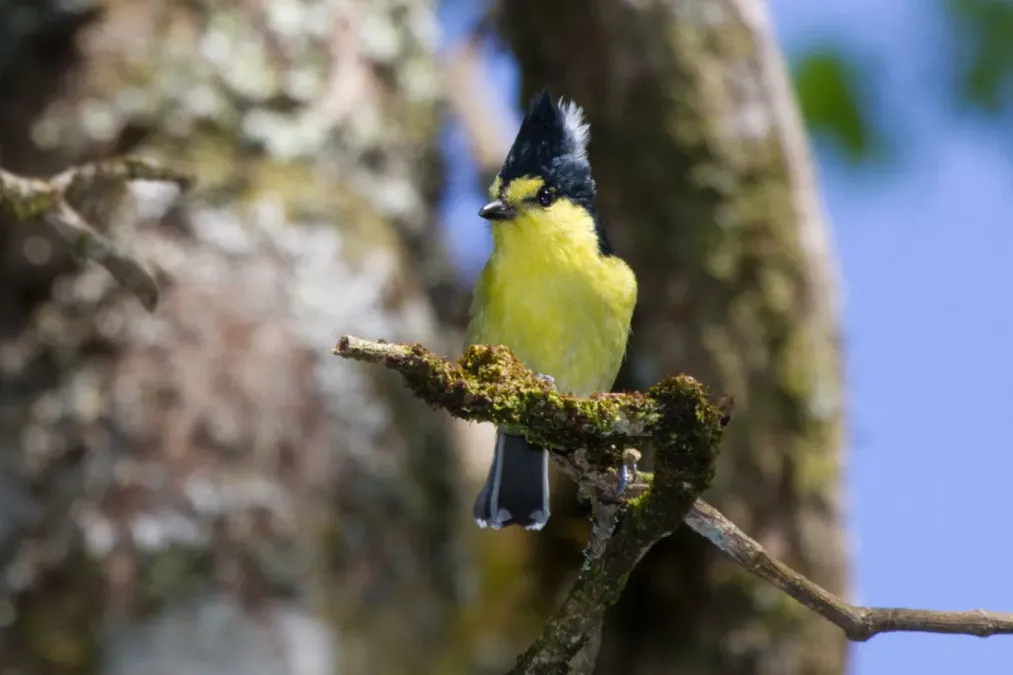 File:2014-03-30 Machlolophus holsti (Yellow Tit) 02.jpg