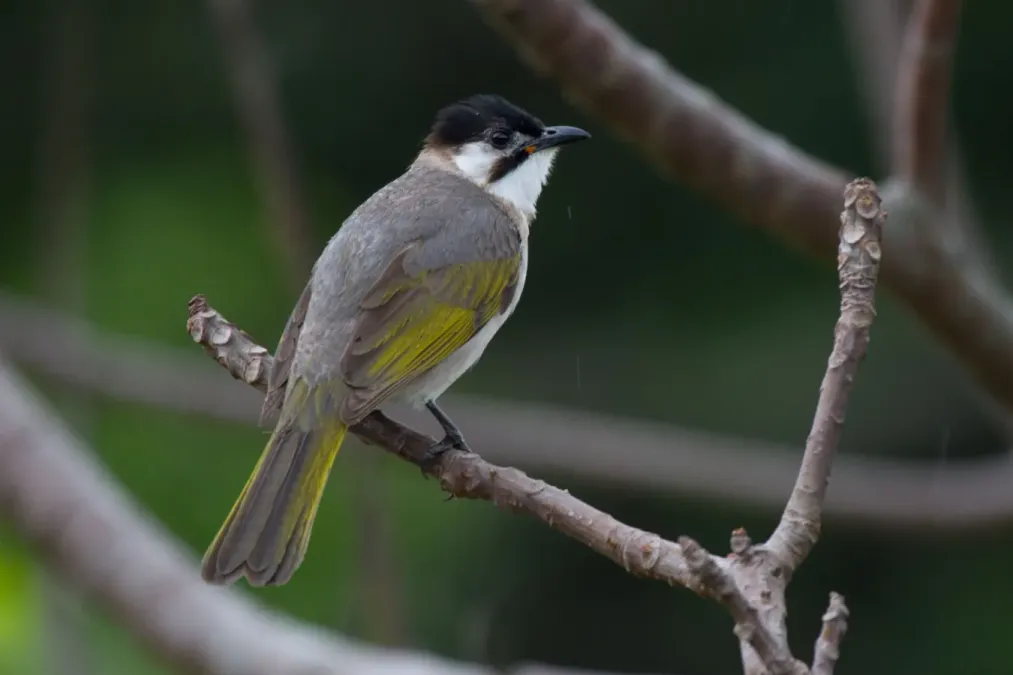 File:2014-04-02 Pycnonotus taivanus (Styan's Bulbul) 02.jpg