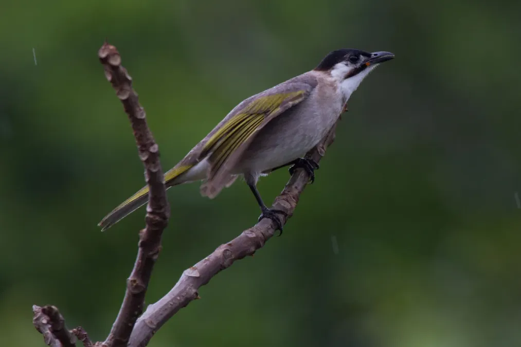 File:2014-04-02 Pycnonotus taivanus (Styan's Bulbul) 03.jpg