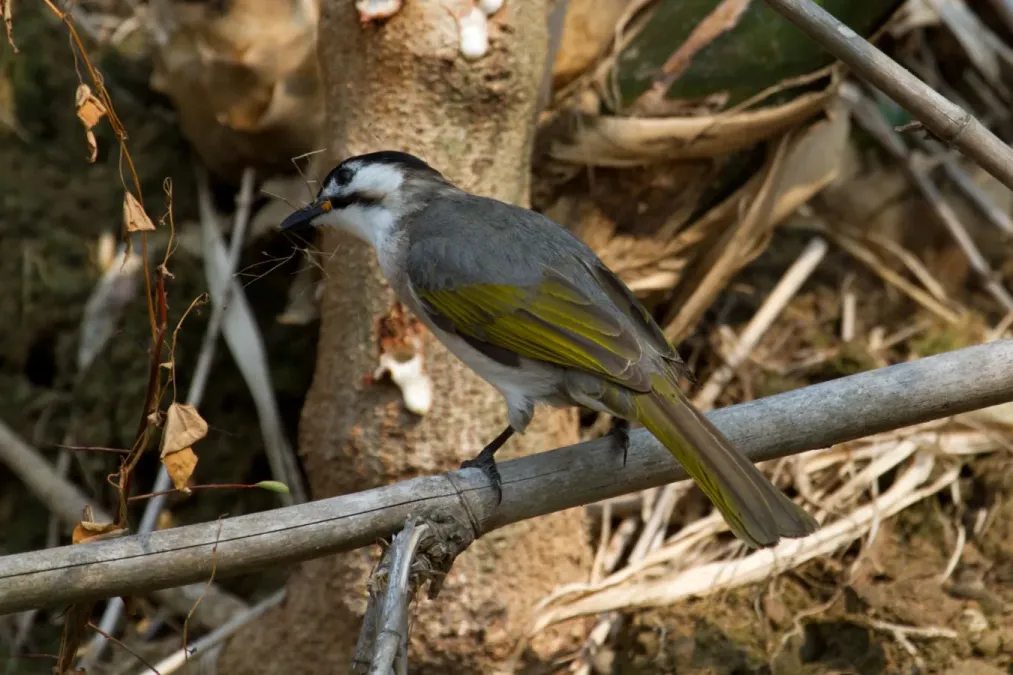 File:2014-04-02 Pycnonotus taivanus (Styan's Bulbul) 04.jpg