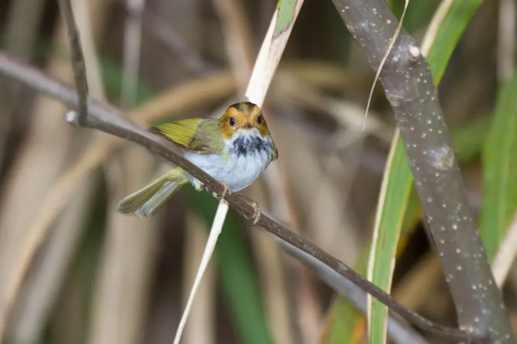 File:2014-03-28 Abroscopus albogularis fulvifacies (Rufous-faced Warbler) 02.jpg