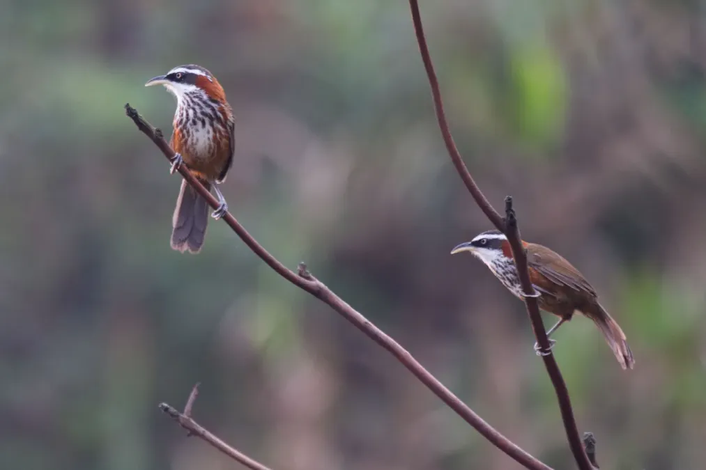 File:2014-03-27 Pomatorhinus musicus (Taiwan Scimitar Babbler) 01.jpg