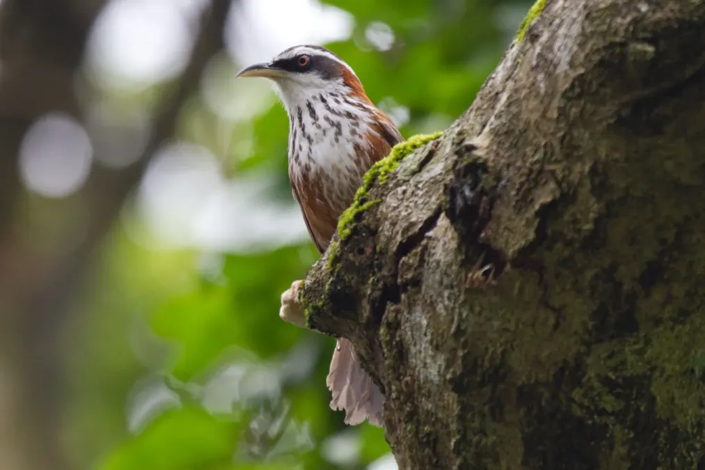 File:2014-03-27 Pomatorhinus musicus (Taiwan Scimitar Babbler) 02.jpg