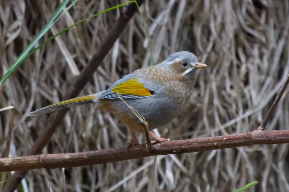 File:2014-03-28 Trochalopteron morrisonianum (White-whiskered Laughingthrush) 02.jpg