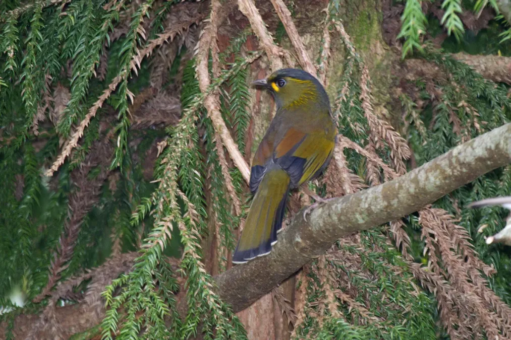 File:2014-03-29 Liocichla steerii (Steere's Liocichla) 02.jpg
