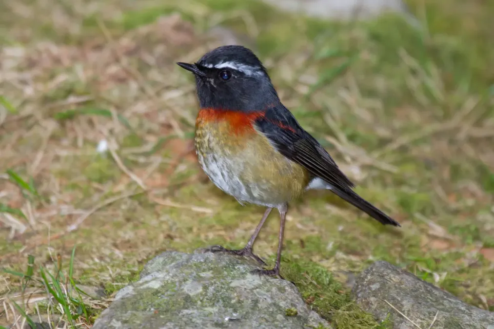 File:2014-03-28 Tarsiger johnstoniae (Collared Bush Robin) male 02.jpg