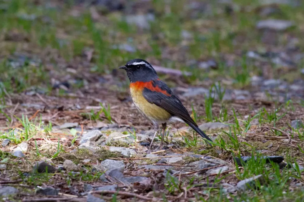File:2014-03-28 Tarsiger johnstoniae (Collared Bush Robin) male 03.jpg