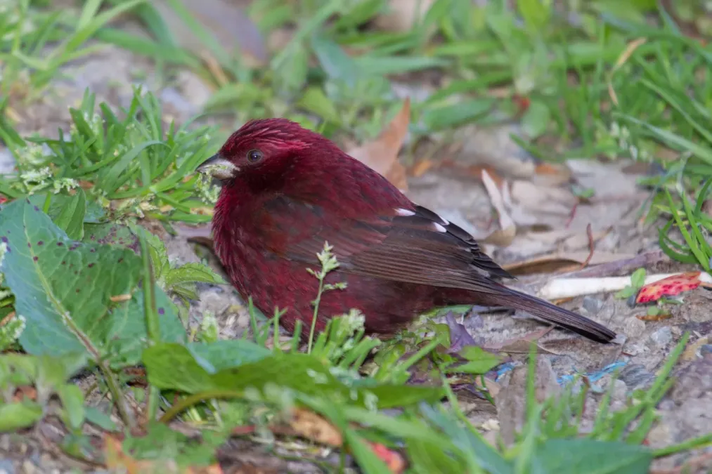 File:2014-03-29 Carpodacus formosanus (Taiwan Rosefinch) male 02.jpg