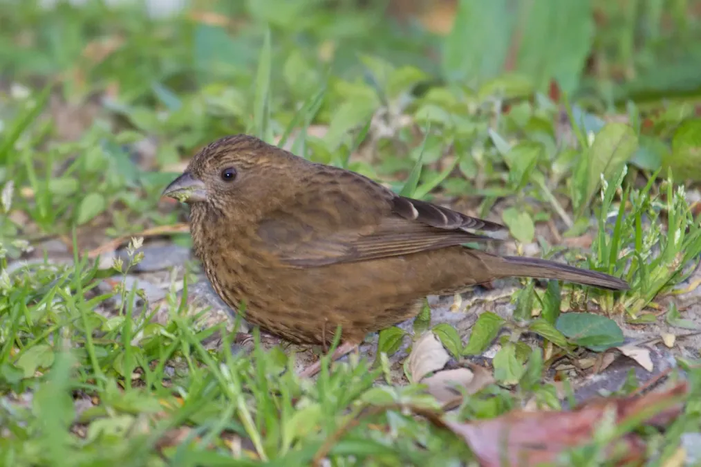 File:Carpodacus formosanus (Taiwan Rosefinch) female.jpg