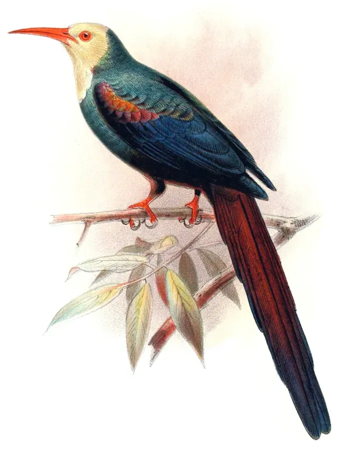 File:Phoeniculus bollei.jpg