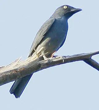 File:Coracina striata 1.jpg
