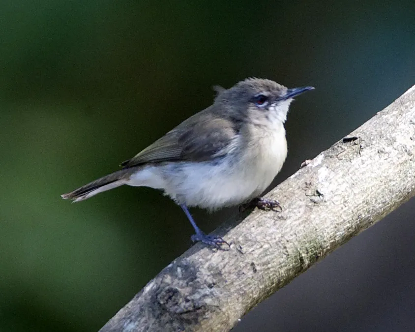 File:Gerygone magnirostris magnirostris 1.jpg