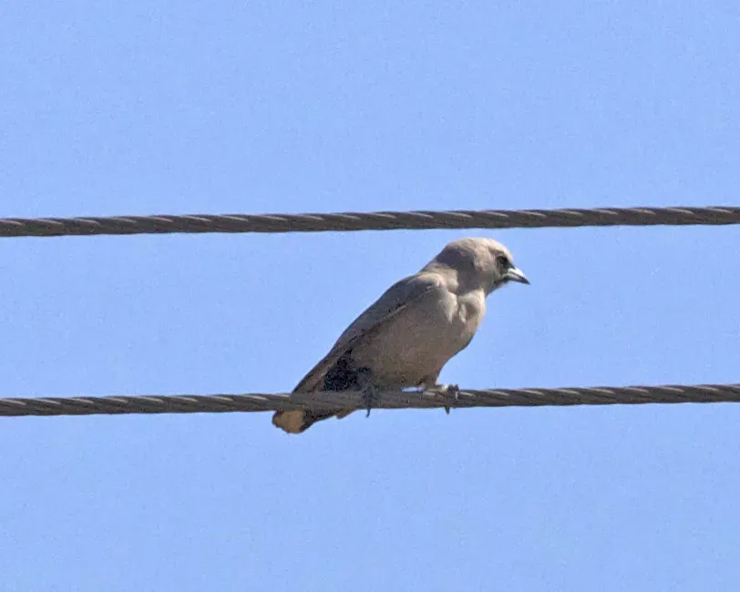File:Artamus cinereus immature 1.jpg