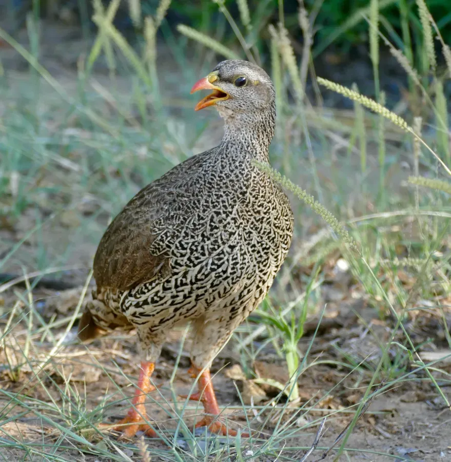 File:Natal Francolin (Pternistis natalensis) calling ... (51874000204).jpg