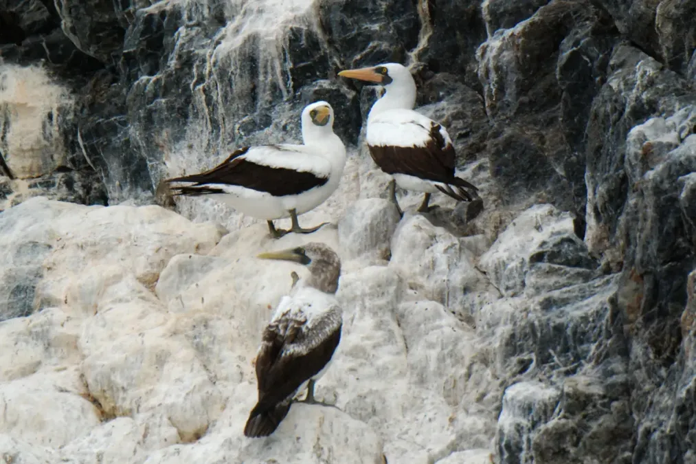 File:Sula dactylatra, Islas San Benito, Baja California Norte, Mexico 1.jpg