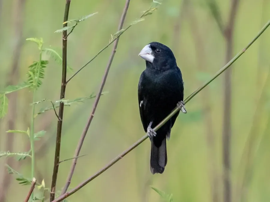File:Sporophila maximiliani Great-billed Seed-finch (male), Mato Grosso, Brazil.jpg