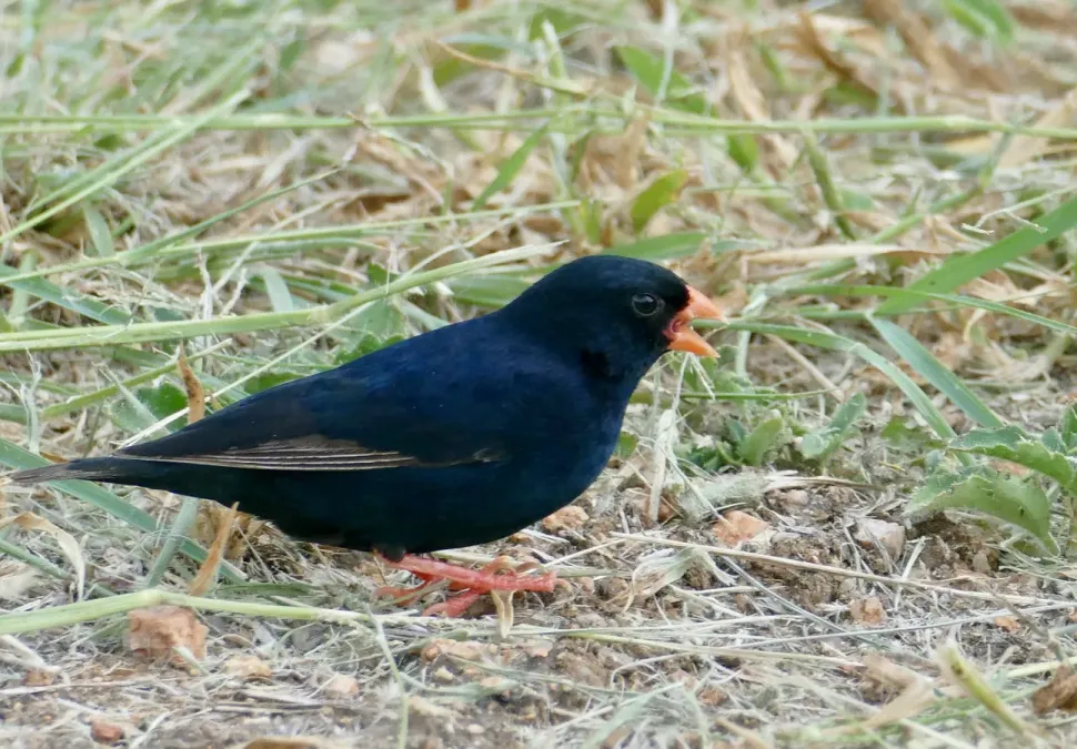 File:Village Indigobird (Vidua chalybeata) male eating grass seeds ... (51889987685).jpg