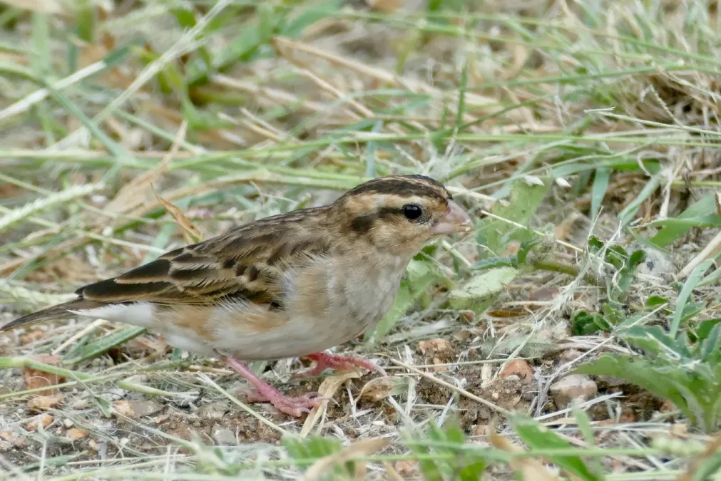 File:Village Indigobird (Vidua chalybeata) female ... (51889985745).jpg