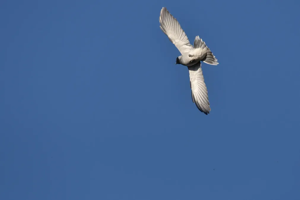 File:Black-faced cuckooshrike Coracina novaehollandiae 2.jpg