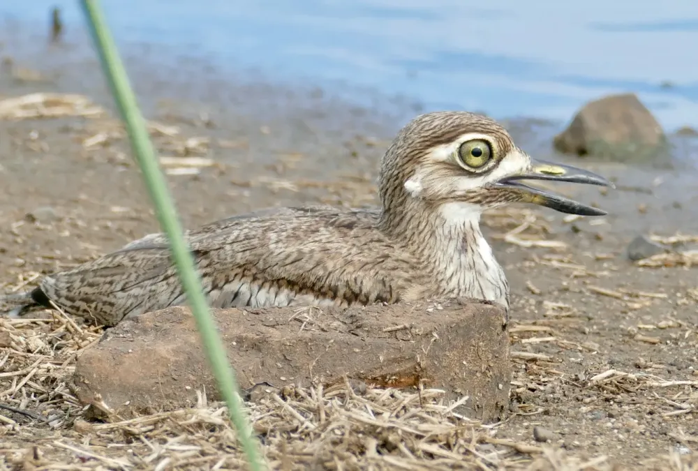 File:Water Thick-Knee (Burhinus vermiculatus) (51893123371).jpg