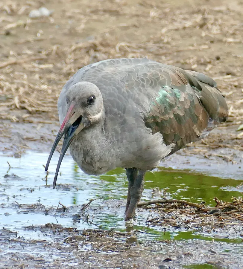 File:Hadada Ibis (Bostrychia hagedash) (51893451999).jpg