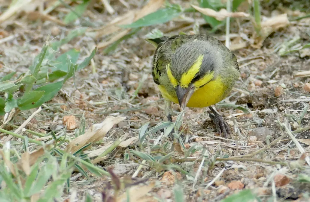 File:Yellow-fronted Canary (Crithagra mozambica) eating grass seeds ... (51889328776).jpg