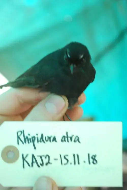 File:Rhipidura atra Salvadori, 1876 collected in Papua New Guinea.jpg