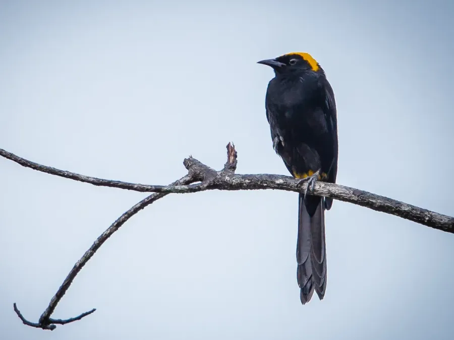 File:Icterus cayanensis chrysocephalus Moriche Oriole; Iranduba, Amazonas, Brazil.jpg