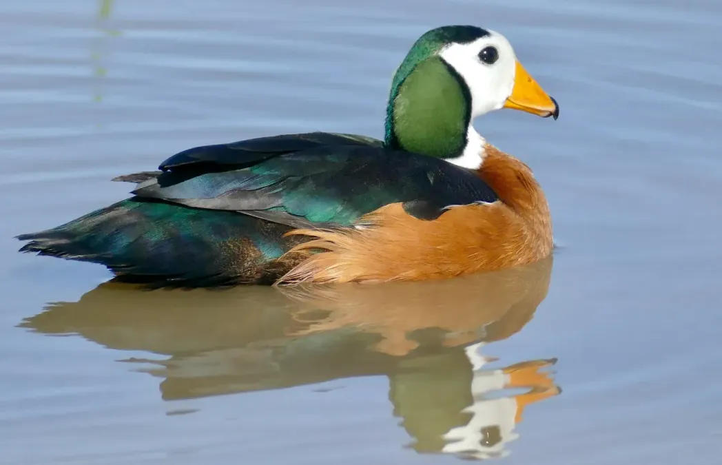 File:African Pygmy-Goose (Nettapus auritus) male ... (51902127220).jpg