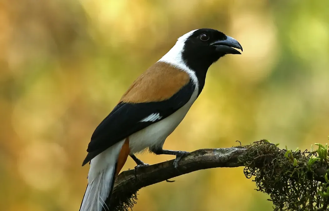 File:White-bellied treepie (Dendrocitta leucogastra).jpg